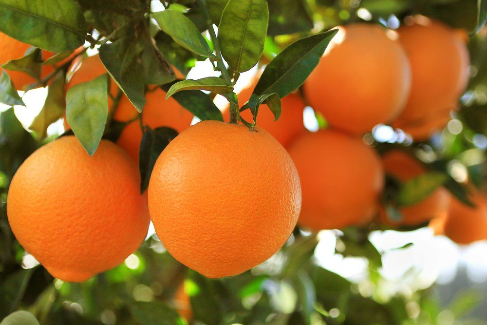فوائد تناول البرتقال للشعر