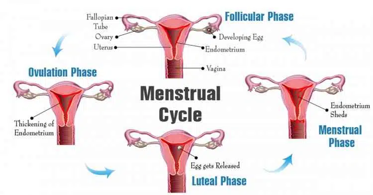 أعراض ومراحل الدورة الشهرية