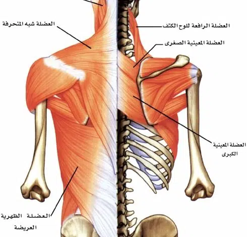 ما هي ابرز اسباب آلام الظهر؟