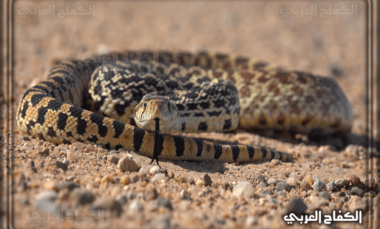 تفسير رؤية الثعبان في المنام بالتفصيل