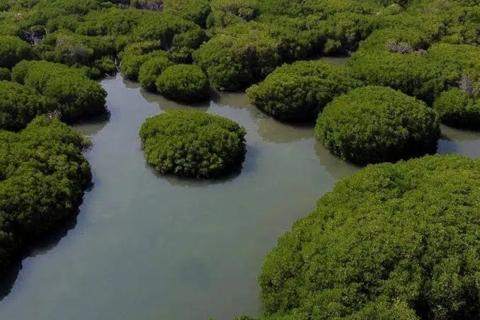 رحلة إلى محمية جزر فرسان