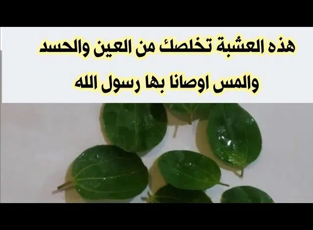 فوائد السيكران لفك السحر