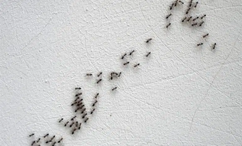هل وجود النمل في البيت يدل على السحر ؟