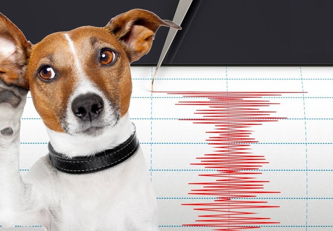 كيف تشعر الحيوانات بالزلازل