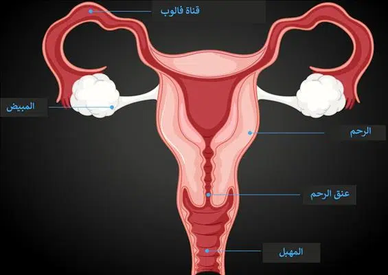 علاج التهابات المهبل للمتزوجات