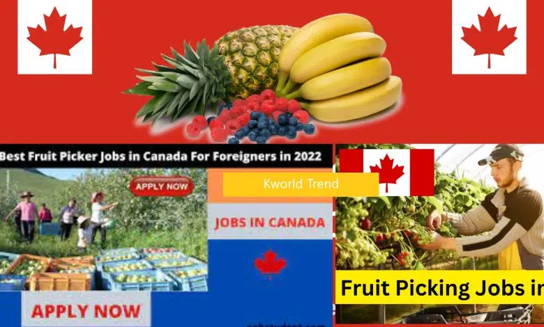 how to easily get canada fruit picker job in 2024 ca