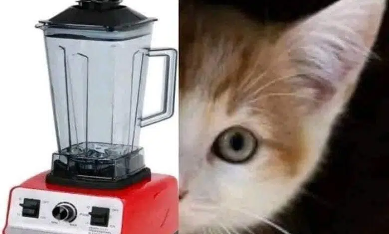 فيديو القطة اللي في الخلاط كامل video Cat Blender
