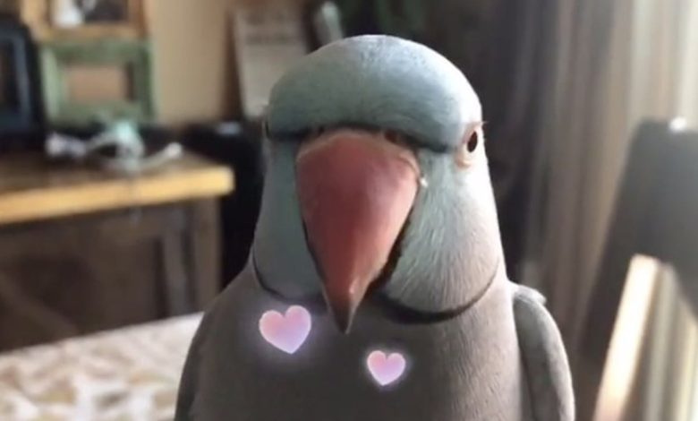 TikTok's New Heartwarming Trend: 'You're My Bird'