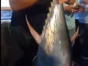 فيديو صياد بكورنيش جدا يصطاد سمكة مرعبة