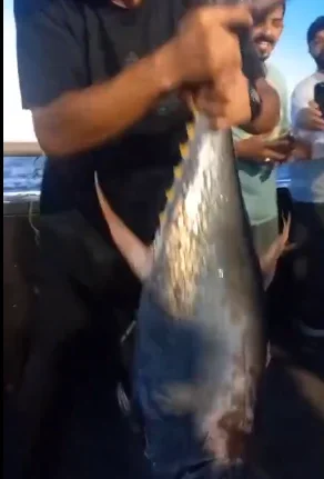 فيديو صياد بكورنيش جدا يصطاد سمكة مرعبة